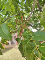 Elattostachys apetala, photograph author not stated, no rights reserved