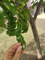 Elattostachys apetala, photograph author not stated, no rights reserved