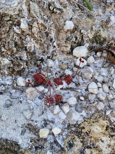 Drosera hirtella (Drosera hirtella)
