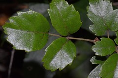 Rubus australis