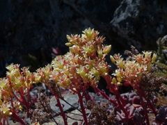 Sedum oregonense