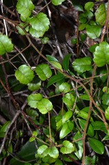 Rubus australis