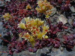 Sedum oregonense
