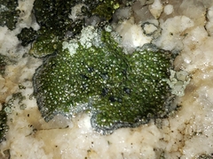 Sporastatia