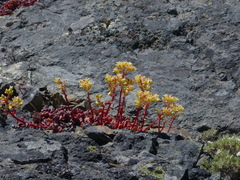 Sedum oregonense