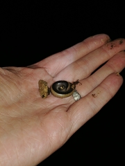 Californiulus