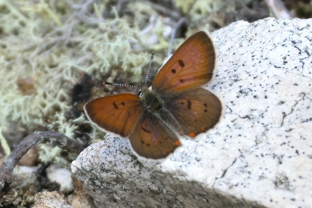 Bog Copper from Winter Harbor, ME, USA on July 4, 2024 at 03:14 PM by ...