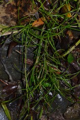 Schoenus maschalinus