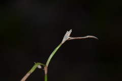 Schoenus maschalinus