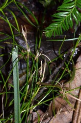 Schoenus maschalinus