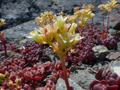 Sedum oregonense