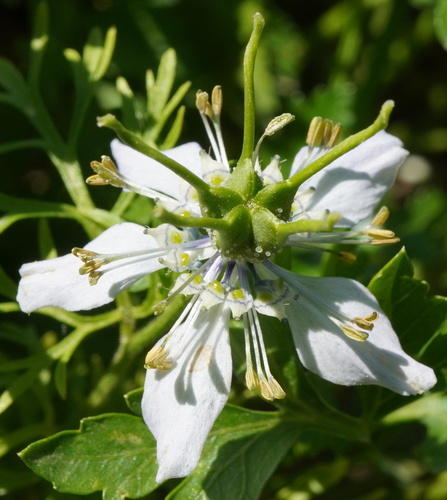 Image of Nigella sativa by (c) Patrick Hacker, some rights reserved (CC BY)