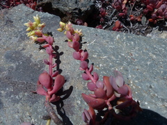 Sedum oregonense