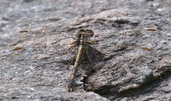 Progomphus joergenseni