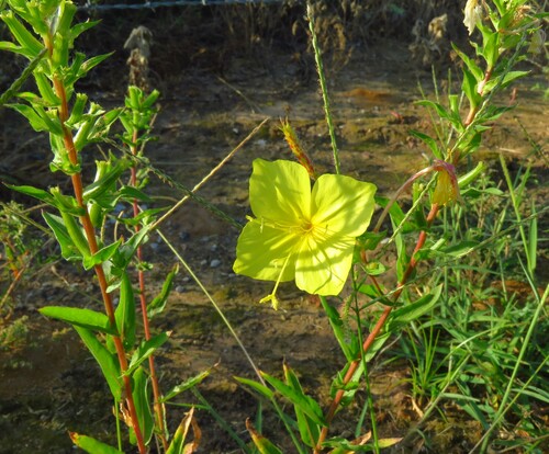 Variableleaf Evening Primrose (Oenothera heterophylla)