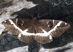 Erebus terminitincta