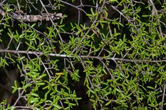 Coprosma microcarpa