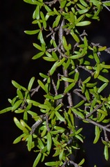 Coprosma microcarpa