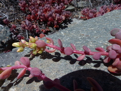 Sedum oregonense