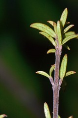 Coprosma microcarpa