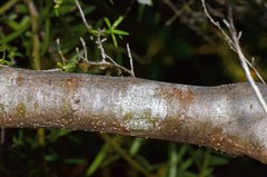 Coprosma microcarpa