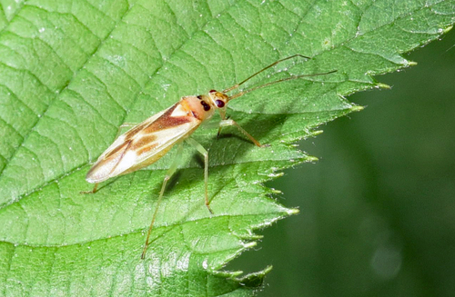 Orthotylus ute