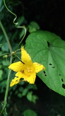 Thladiantha punctata