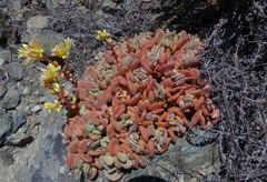 Sedum oregonense