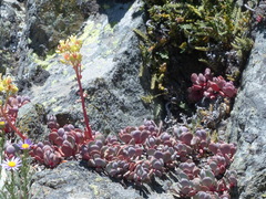 Sedum oregonense