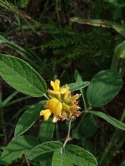 Rhynchosia tomentosa