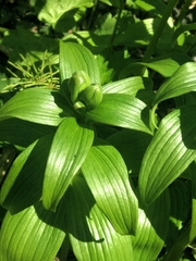 Fritillaria camschatcensis