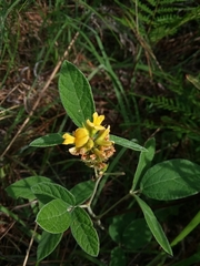 Rhynchosia tomentosa