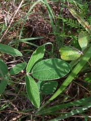 Rhynchosia tomentosa