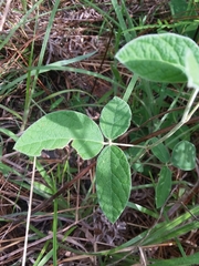 Rhynchosia tomentosa