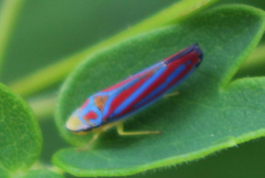 Graphocephala