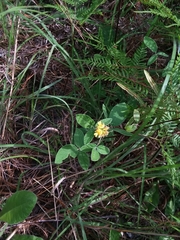 Rhynchosia tomentosa