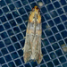 Rusty-banded Adelphia Moth - Photo (c) Monica Krancevic, some rights reserved (CC BY-NC), uploaded by Monica Krancevic