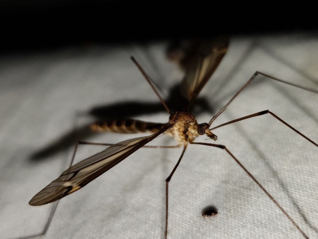 Tipula subeluta