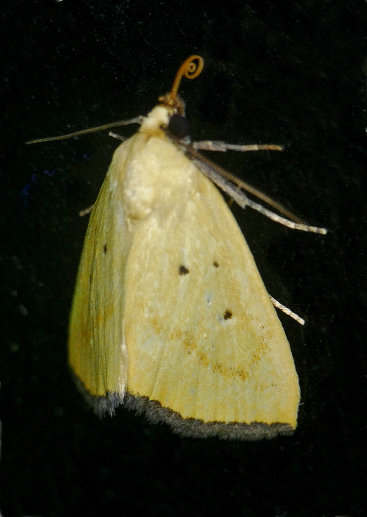 Brown-lined Lemon Moth