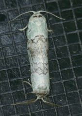 Afrida ydatodes