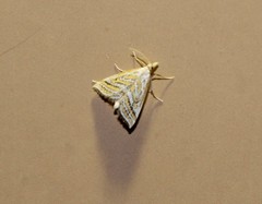 Leptosteges parthenialis