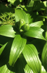 Fritillaria camschatcensis