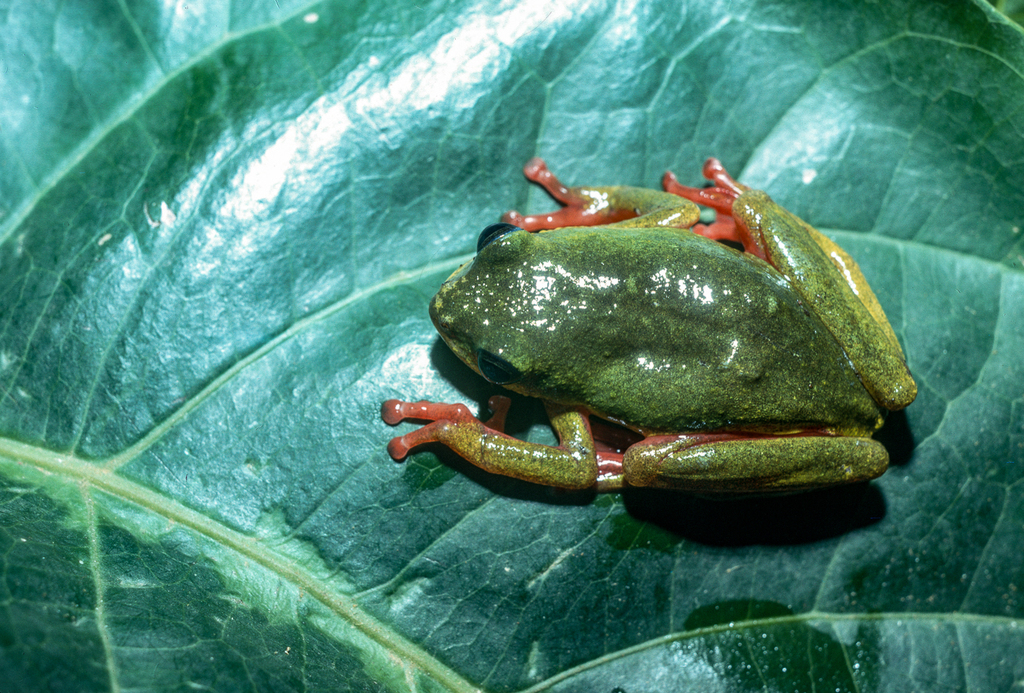 Hyperolius bangwae
