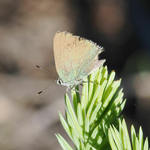 Western Green Hairstreak photo 6