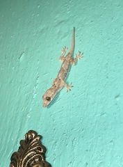 Hemidactylus mabouia