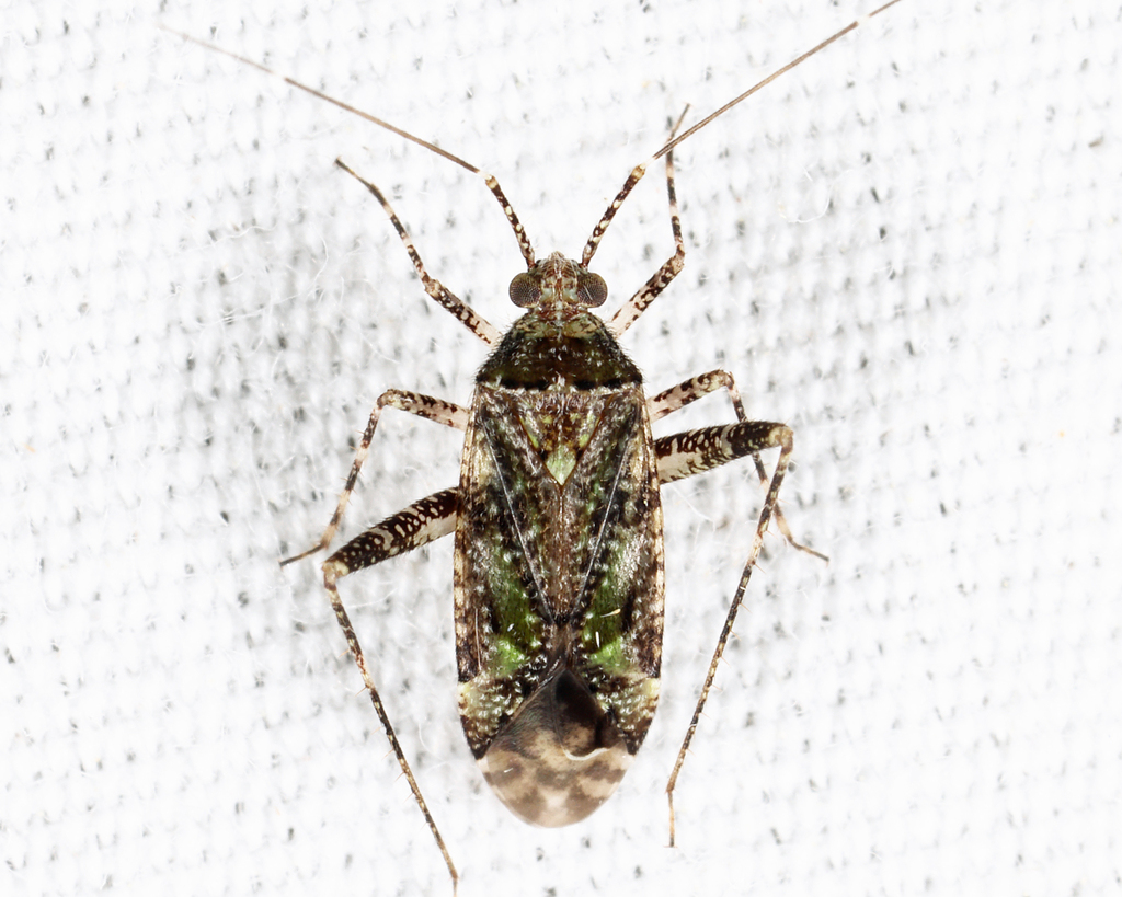 Phytocoris eximius