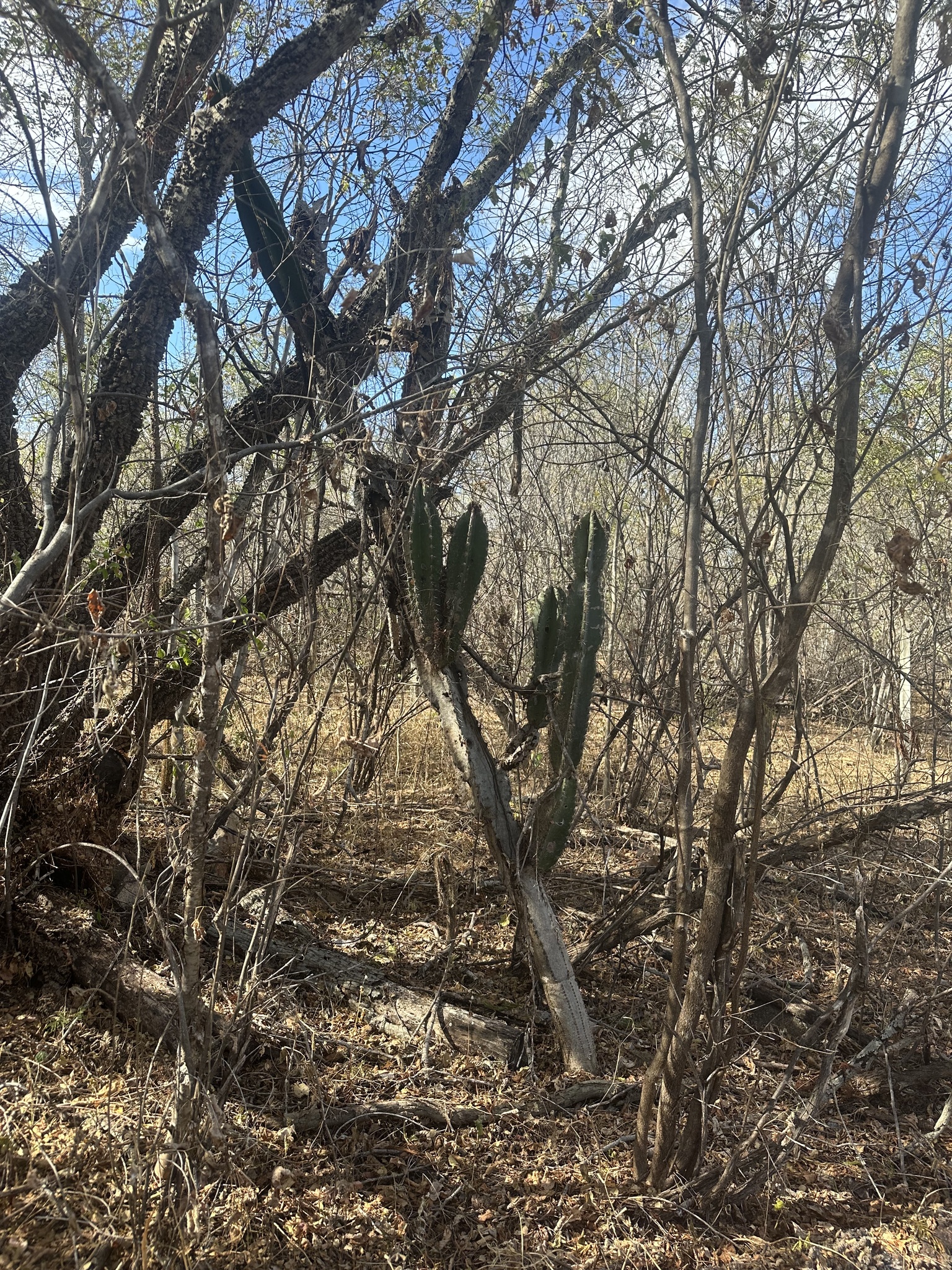 Cereus jamacaru