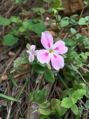 Phlox adsurgens