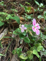Phlox adsurgens