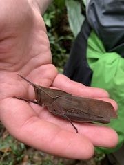 Colpolopha latipennis